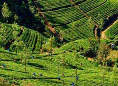 Scenic Sri Lanka Package