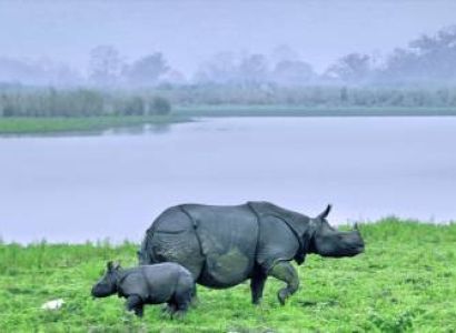 2N3D Jaldapara & GoruMara Jangle Safari