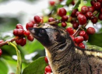 Dalat’s Whitewater Rafting and Village Tour