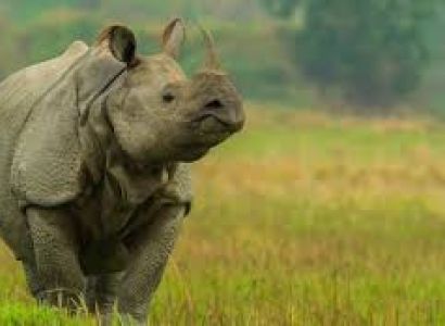 Guwahati - Shillong - Kaziranga National Park - Shillong Tour