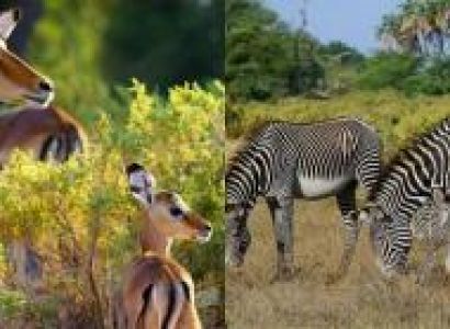 Maasai Mara Samburu Flying Safari