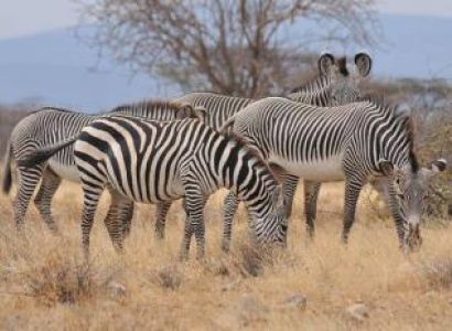 Kenya Wildlife Family Safari Tour