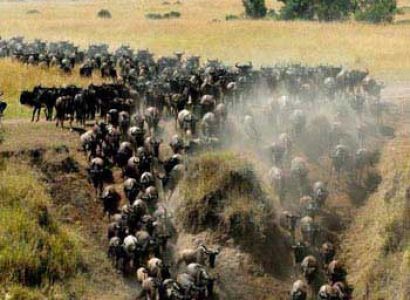 Kenya Migration Classic Safari