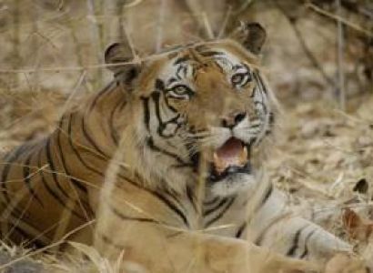 Escape to Bandhavagarh Tour