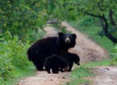 Nararhole & Bandipur Tour