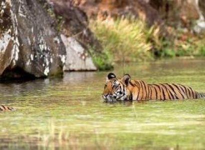 Nagarhole & Bandipur Tour Package