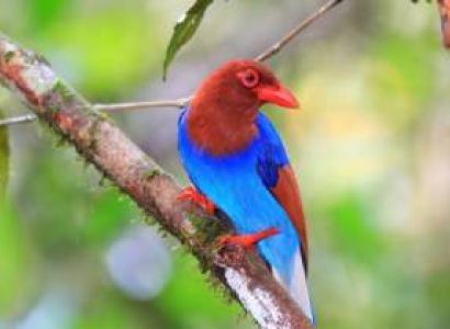 Bird Watching in Sri Lanka Package