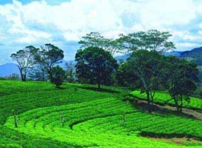 6 Days Best of Sri Lanka Tour