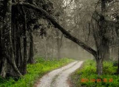 Dooars Jungle Safari Tour 6N/7D