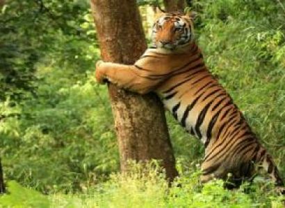 Best of Wildlife Tour