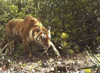 Sundarban World Heritage Site Package