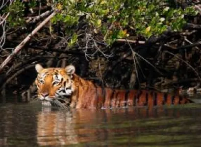 Short Escape to Sundarbans Tour