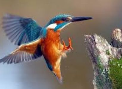 10 Days Bird Watching Adventures Tour