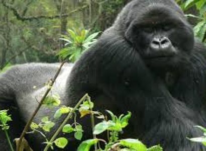8 Days-queen Elizabeth & Bwindi National Park Safari
