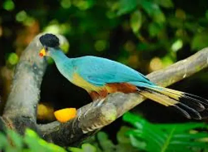 4days Gorilla Safari – Bwindi Impenetrable National Park