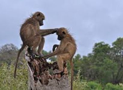 8 Days Tanzania Lodge Safaris Tour