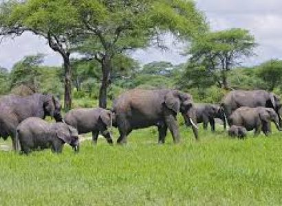 7 Days Tanzania Camping Safari Tour