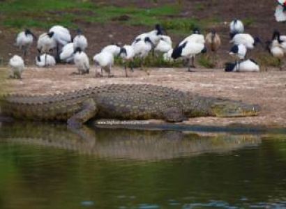 Nairobi National Park, David Sheldrick Wildlife Trust, Giraffe Center and Karen Blixen Museum Day