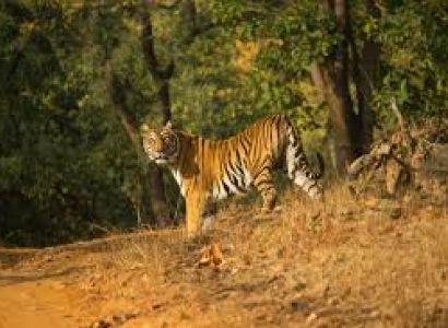 5D Pachmarhi - Satpura Tour