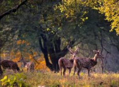 Jabalpur with  Kanha Tour