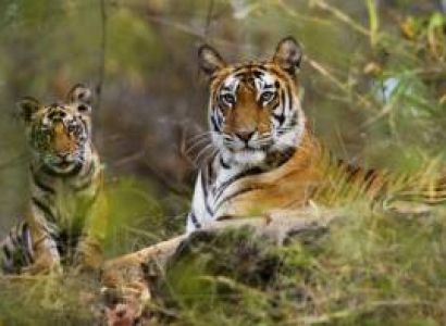 Jabalpur with Bandhavgarh Tour