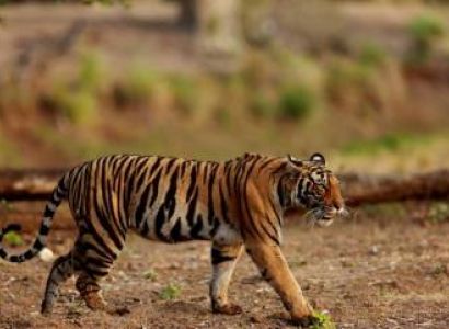 Wildlife Tour of Bastar