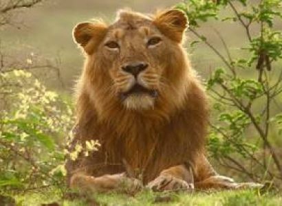 Gujarat Wildlife Tour