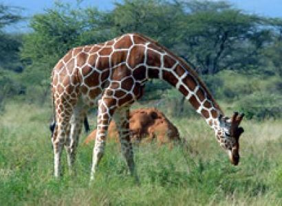 3 Days Nairobi To Samburu National Reserve Kenya Safari Tour