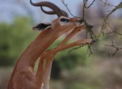 4 Days Mount Kenya And Samburu Budget And Luxury Tour