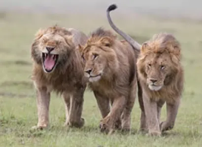 6D Nairobi To Mount Kenya - Samburu - Lake Nakuru - Masai Mara Kenya Safari Tour