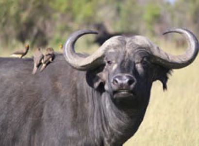 7D Nairobi To Mount Kenya - Samburu - Lake Nakuru - Masai Mara Kenya Safari Tour