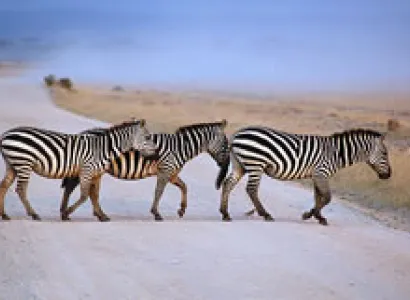 3D Nairobi To Amboseli Park Ending Diani - Malindi - Mombasa Kenya Tour