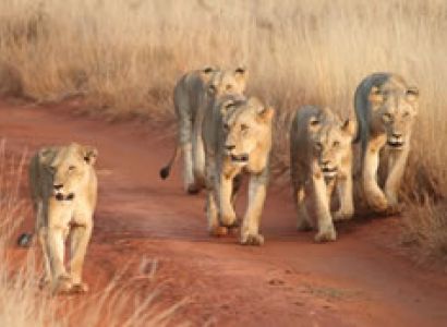 5D Nairobi To Amboseli-Tsavo West-Taita Sanctuary-Tsavo East Ending Diani-Malindi-Mombasa Kenya Tour