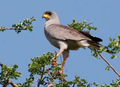 6D Nairobi To Amboseli-Tsavo West-Taita Game Sanctuary-Tsavo East Ending Diani-Malindi-Mombasa Tour