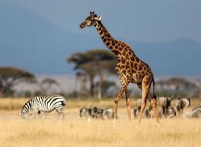 7D Nairobi To Masai Mara-Lake Nakuru-Amboseli-Tsavo West-Tsavo East Ending Diani-Malindi-Mombasa