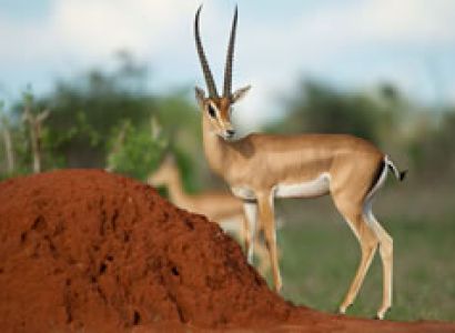 3D Tsavo East - Taita Sanctuary Budget - Luxury Safari Tour From Mombasa