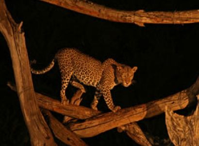 4D Tsavo East - Tsavo West - Taita Sanctuary Budget - Luxury Tour From Mombasa