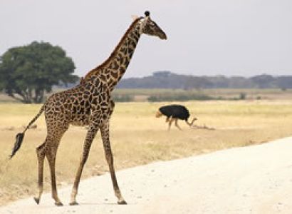 3D Taita Sanctuary - Amboseli Budget And Luxury Tour From Mombasa Ending Nairobi