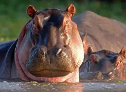 3D Tsavo West - Amboseli Budget - Luxury Tour From Mombasa Ending Nairobi