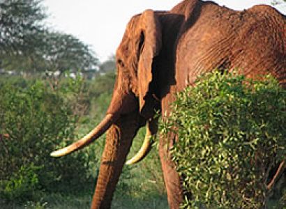 4D Tsavo East - Tsavo West - Amboseli Budget Luxury Tour From Mombasa Ending Nairobi