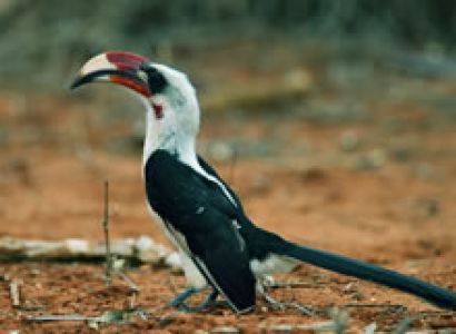 6D Safari From Mombasa Kenya Safari To Tsavo East-Salt Lick-Tsavo West-Amboseli