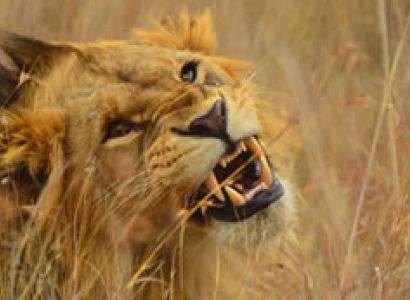 7D Tsavo East-Tsavo West-Amboseli-Lake Nakuru-Masai Mara Budget-Luxury Tour From Mombasa