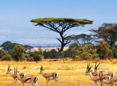 Yog Yatra of Gujarat With Wildlife Tour