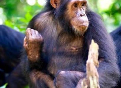 3 Days Gombe Chimpanzee Trekking Tour