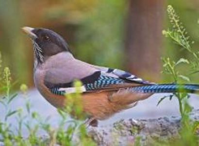 Birding Tour for Corbett and Uttarakhand