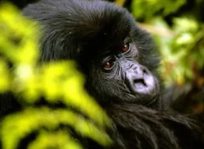1-day Rwanda Gorilla Tour