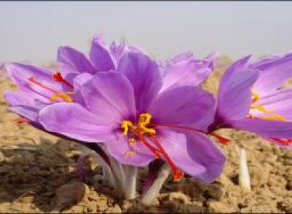 Welcome to Kashmir Tour