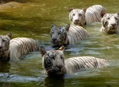 Sundarban Package Tour