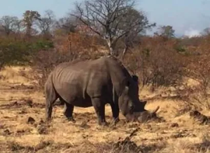 Victoria Falls and Rhino Walk Tour