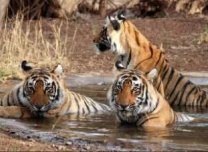 Bhimtal with Corbett Tour 5 Days